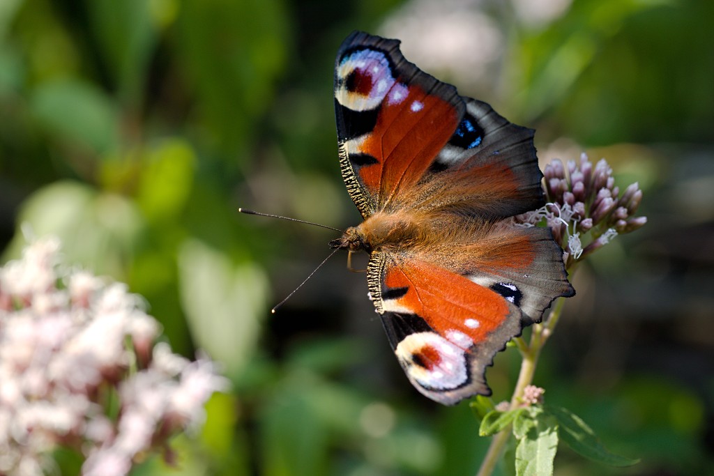Brunssummerheide heide hei natuurgebied natuurmonumenten natuur recreatiegebied hdr limburg heidelandschap landschap sterrenwacht